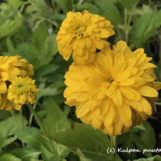 Rudbeckia - KULTAPALLO 'Goldquelle'