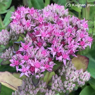 Sedum - KOMEAMAKSARUOHO 'Carl'