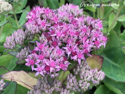 Sedum - KOMEAMAKSARUOHO 'Carl'