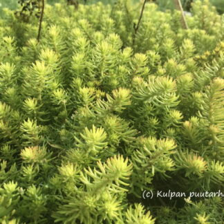 Sedum - KALLIOMAKSARUOHO 'Lennart Anderson'