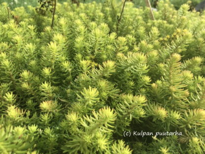 Sedum - KALLIOMAKSARUOHO 'Lennart Anderson'