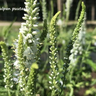 Veronica - RANTATÄDYKE 'Alba'