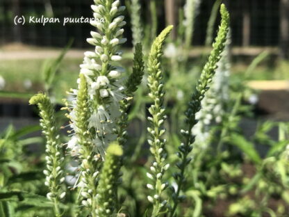 Veronica - RANTATÄDYKE 'Alba'