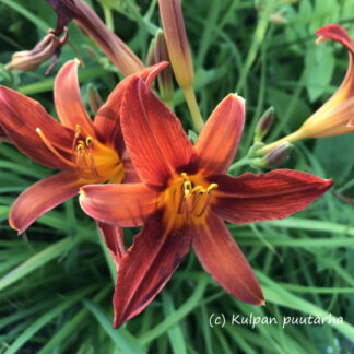 Hemerocallis - TARHAPÄIVÄNLILJA 'Crimson Pirate'