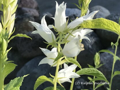 Campanula - ISOUKONKELLO 'Alba'