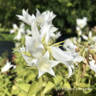 Campanula - ISOUKONKELLO 'Alba'