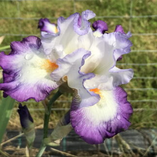 Iris - TARHAKURJENMIEKKA 'Mariposa Autumn'