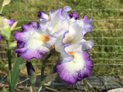 Iris - TARHAKURJENMIEKKA 'Mariposa Autumn'