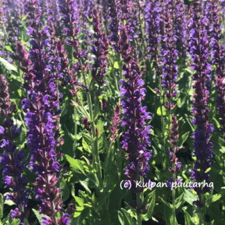 Salvia - LOISTOSALVIA 'Ostfriesland'