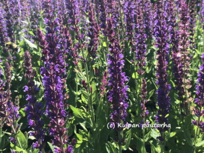 Salvia - LOISTOSALVIA 'Ostfriesland'