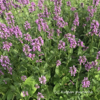 Stachys - ROHTOPÄHKÄMÖ