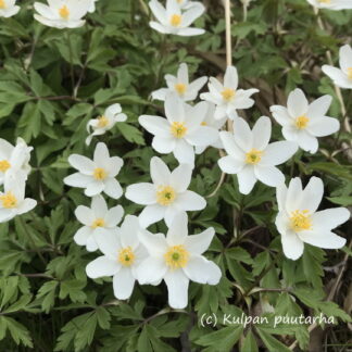 Anemone - VALKOVUOKKO
