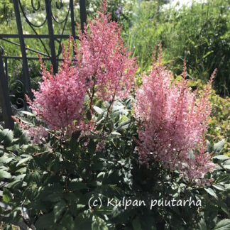 Astilbe - TARHAJALOANGERVO 'Look at Me'