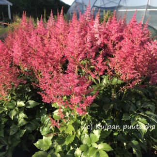Astilbe - JALOANGERVO 'Younique Ruby Red™'