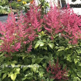 Astilbe - JALOANGERVO 'Younique Ruby Red™'
