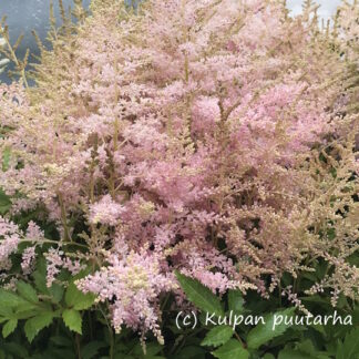 Astilbe - JALOANGERVO 'Younique Silvery Pink™'
