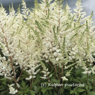 Astilbe - JALOANGERVO 'Younique White™'