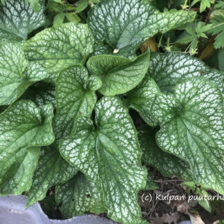 Brunnera - ROTKOLEMMIKKI 'Alexander's Great'