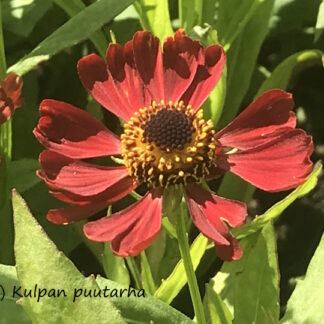 Helenium - SYYSHOHDEKUKKA 'Rubinzwerg'