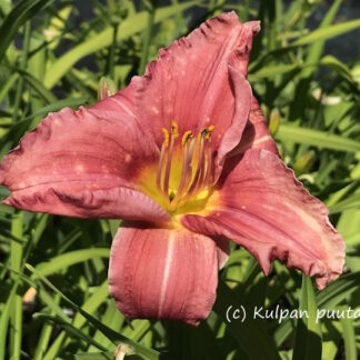 Hemerocallis - TARHAPÄIVÄNLILJA 'Rosy Returns'