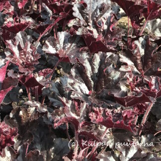 Heuchera - TARHAKEIJUNKUKKA 'Timeless Night'