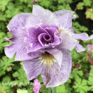 Iris - LOISTOKURJENMIEKKA 'Pink Parfait'