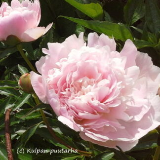 Paeonia - KIINANPIONI 'Pecher'