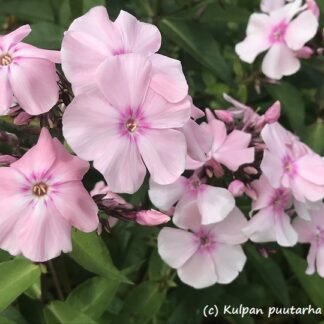 Phlox - SYYSLEIMU 'Rosa Pastel'