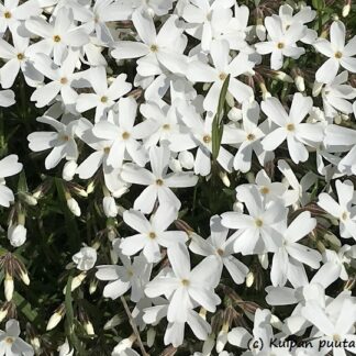 Phlox - SAMMALLEIMU 'Helmi'