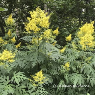 Sinacalia - HUISKUNAUHUS
