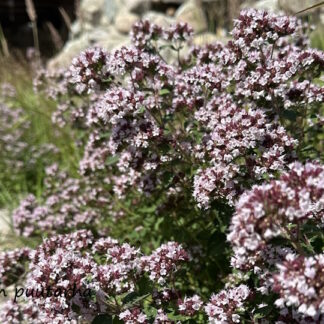 Origanum - MÄKIMEIRAMI