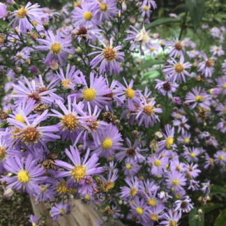 Aster - SYYSASTERI 'Kerte'
