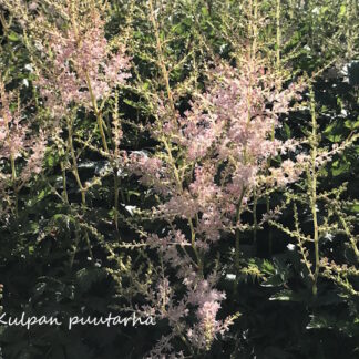 Astilbe - SULKAJALOANGERVO 'Hennie Graafland'