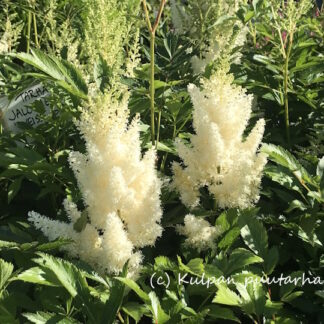 Astilbe - TARHAJALOANGERVO 'Weisse Gloria'