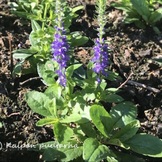 Veronica - TÄHKÄTÄDYKE 'Ulster Dwarf Blue'
